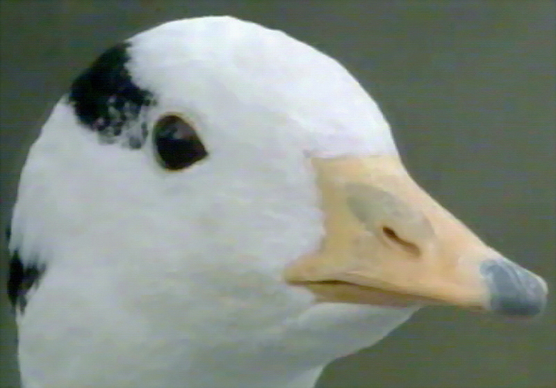 Bar-headed Goose(Anser indicus) from Central Asia; DISPLAY FULL IMAGE.