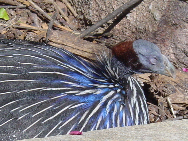 Vulturine Guinea Fowl (Acryllium vulturinum); DISPLAY FULL IMAGE.