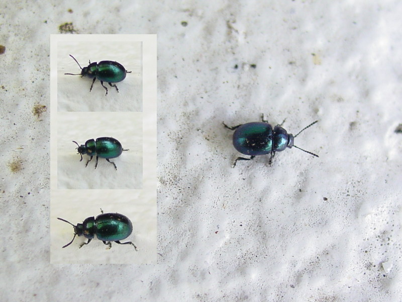 Chrysochus Leaf Beetle; DISPLAY FULL IMAGE.