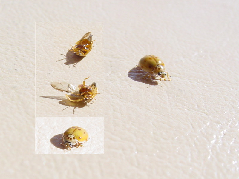 ladybug, also known as lady beetle. Probably a ten-spotted ladybug???; DISPLAY FULL IMAGE.