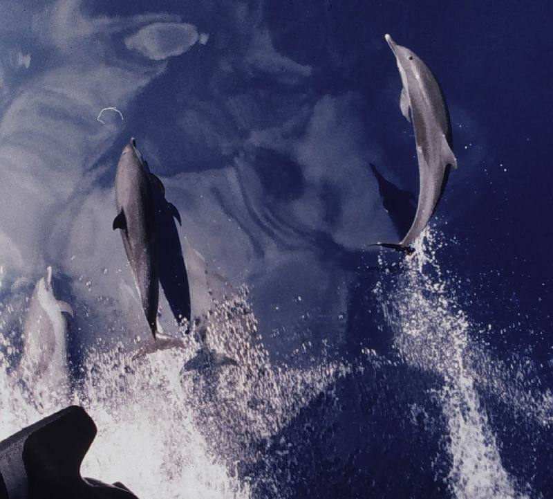 Common Dolphins (Delphinus delphis) {!--참돌고래-->; DISPLAY FULL IMAGE.