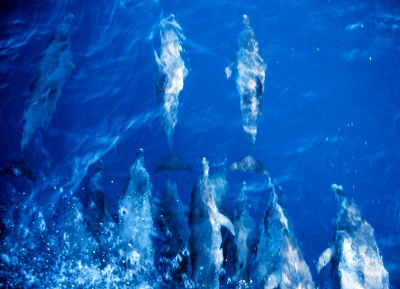 Pantropical spotted dolphins {!--돌고래-->; DISPLAY FULL IMAGE.