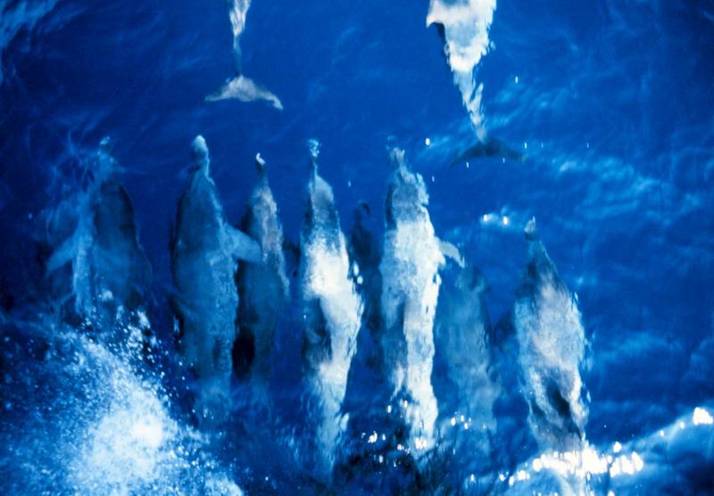 Pantropical spotted dolphins {!--돌고래-->; DISPLAY FULL IMAGE.