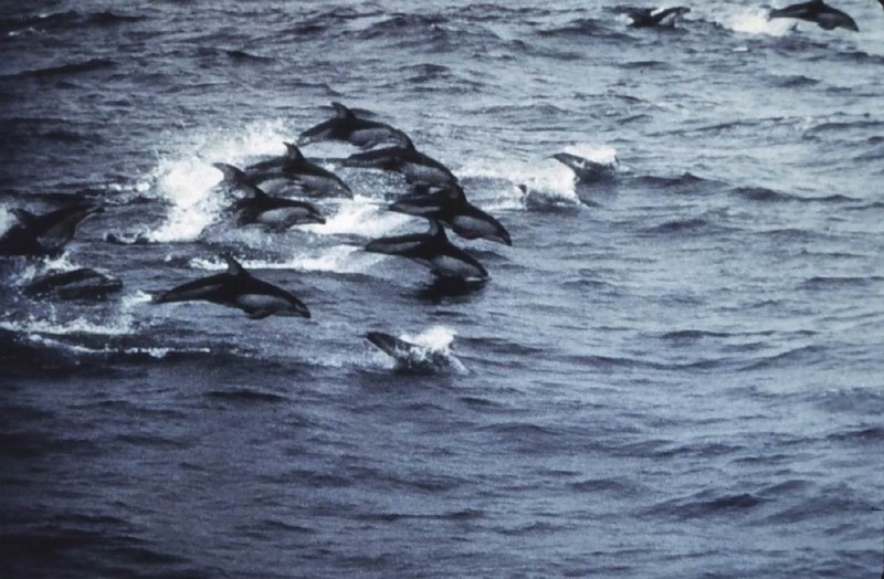 Dolphins {!--돌고래-->; DISPLAY FULL IMAGE.