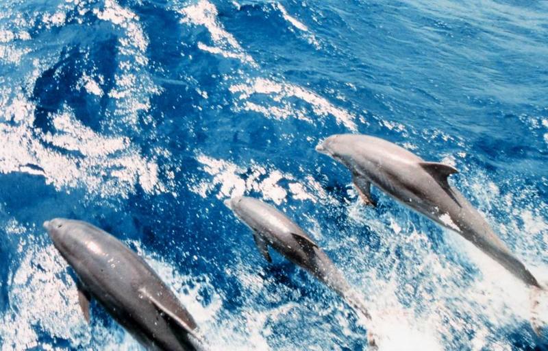 Dolphins {!--돌고래-->; DISPLAY FULL IMAGE.