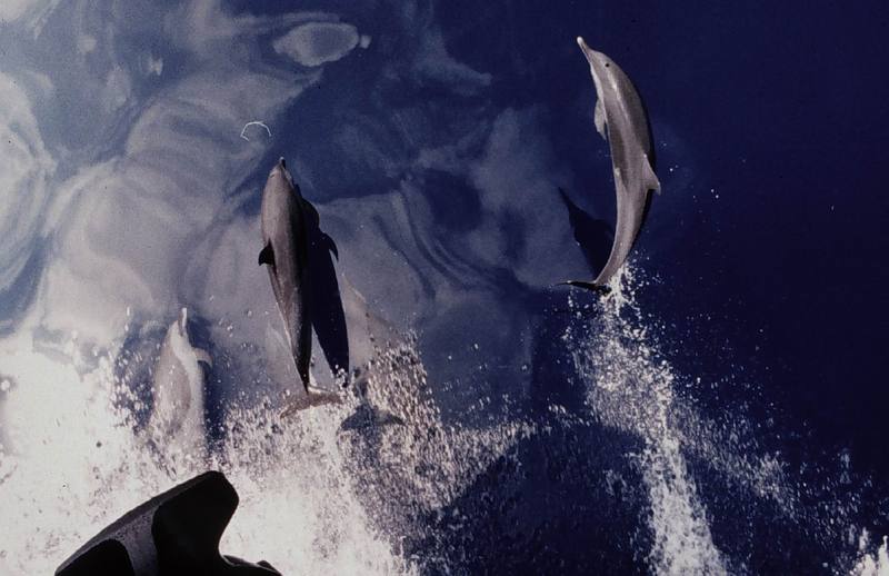 Common Dolphins (Delphinus delphis) {!--참돌고래-->; DISPLAY FULL IMAGE.