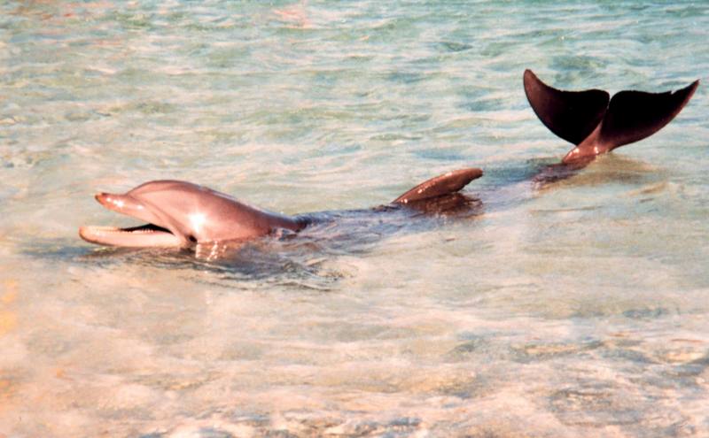 Dolphin {!--돌고래-->; DISPLAY FULL IMAGE.