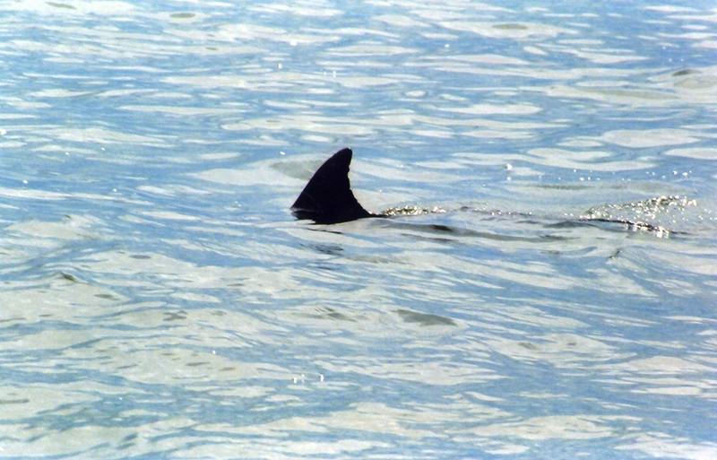 Bottlenose Dolphin (Tursiops truncatus) {!--병코돌고래-->; DISPLAY FULL IMAGE.