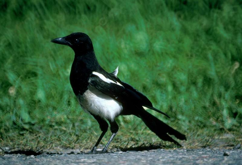 Black-billed Magpie (Pica pica) {!--까치-->; DISPLAY FULL IMAGE.