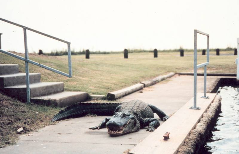 American alligator (Alligator mississippiensis){!--미시시피악어-->; DISPLAY FULL IMAGE.