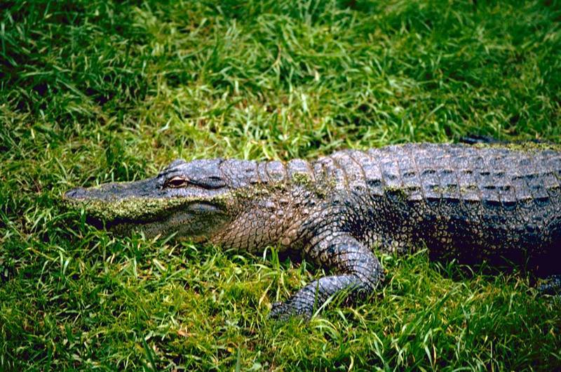 American alligator (Alligator mississippiensis){!--미시시피악어-->; DISPLAY FULL IMAGE.