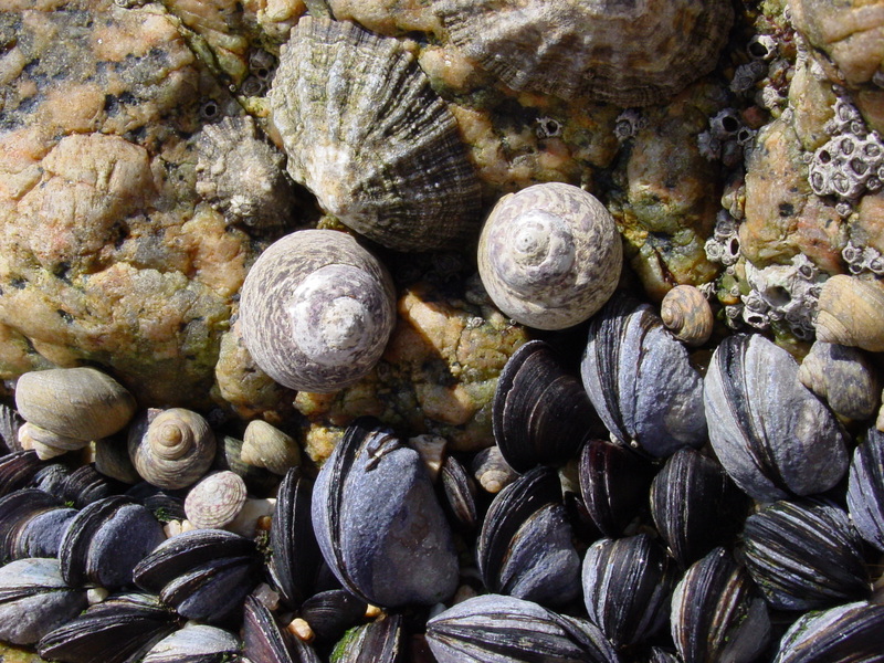 Patella lusitanica, Mytilus edulis, Monodonta lineata, Balanus balanoides; DISPLAY FULL IMAGE.