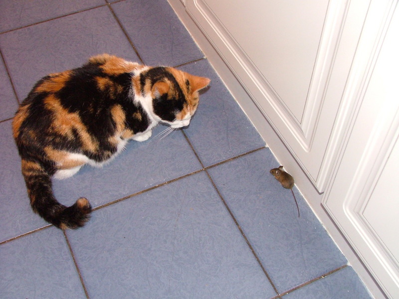 Kitty with friend; DISPLAY FULL IMAGE.