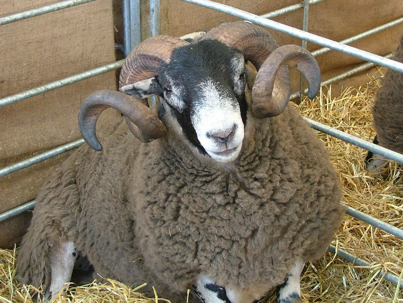 ram; DISPLAY FULL IMAGE.