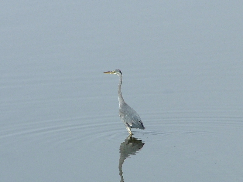 heron; DISPLAY FULL IMAGE.