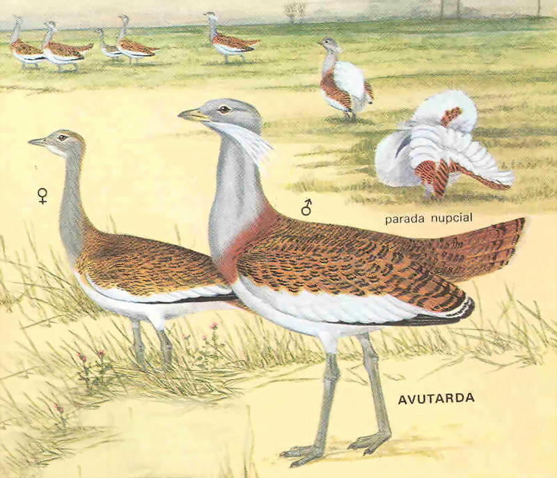 Otis tarda - Great Bustard; DISPLAY FULL IMAGE.