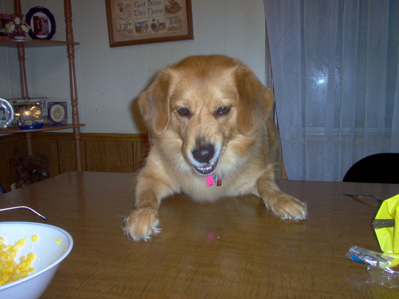 Dog; DISPLAY FULL IMAGE.