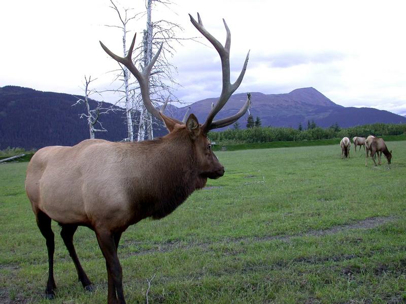 Bull Elk (Cervus elaphus) {!--엘크, 북미 붉은사슴--> on preserve inland from Anchorage; DISPLAY FULL IMAGE.