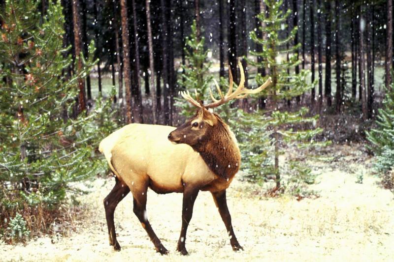 Bull Elk (Cervus elaphus) {!--엘크, 북미 붉은사슴-->; DISPLAY FULL IMAGE.