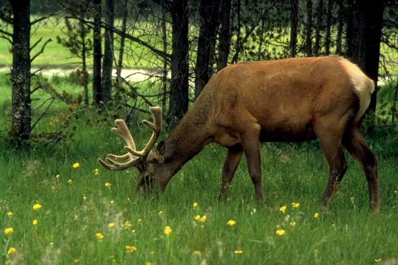 Elk (Cervus elaphus) {!--엘크, 북미 붉은사슴-->; DISPLAY FULL IMAGE.