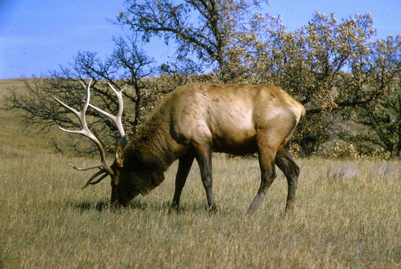 Elk (Cervus elaphus) {!--엘크, 북미 붉은사슴-->; DISPLAY FULL IMAGE.