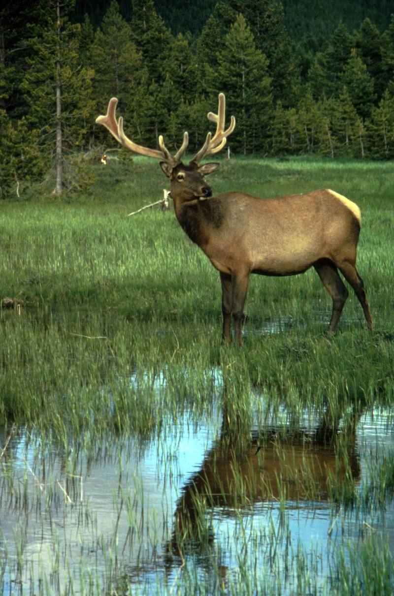 Elk (Cervus elaphus) {!--엘크, 북미 붉은사슴-->; DISPLAY FULL IMAGE.