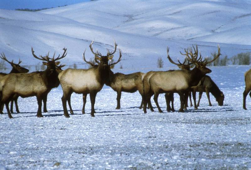 Elks (Cervus elaphus) {!--엘크, 북미 붉은사슴-->; DISPLAY FULL IMAGE.