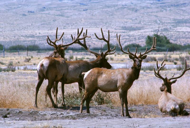 Tule Elks (Cervus elaphus nannodes) {!--엘크, 북미 붉은사슴-->; DISPLAY FULL IMAGE.