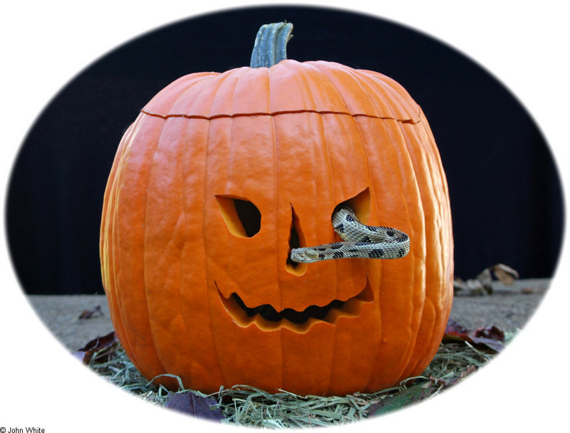 Pumpkin Rattlesnake; DISPLAY FULL IMAGE.