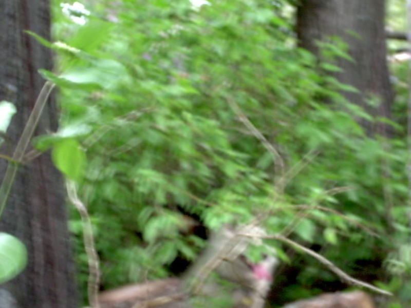 strange creature; DISPLAY FULL IMAGE.