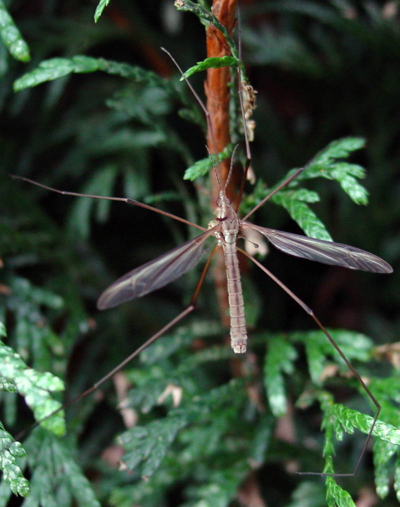 Crane fly; DISPLAY FULL IMAGE.