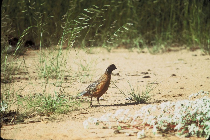 Masked Bobwhite Quail (Colinus virginianus ridgewayi) {!--가면메추라기,콜린메추라기 아종-->; DISPLAY FULL IMAGE.