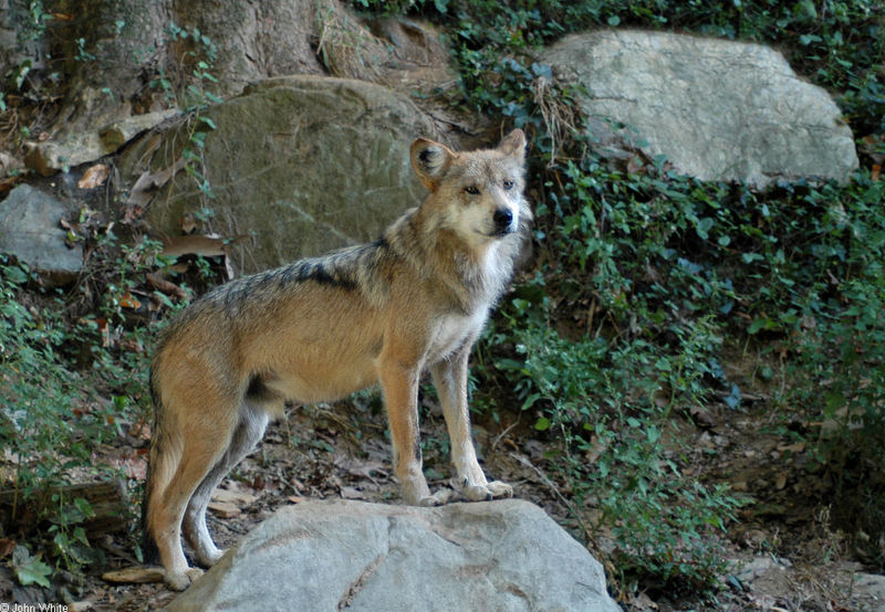 Mexican gray wolf (Canis lupus baileyi); DISPLAY FULL IMAGE.