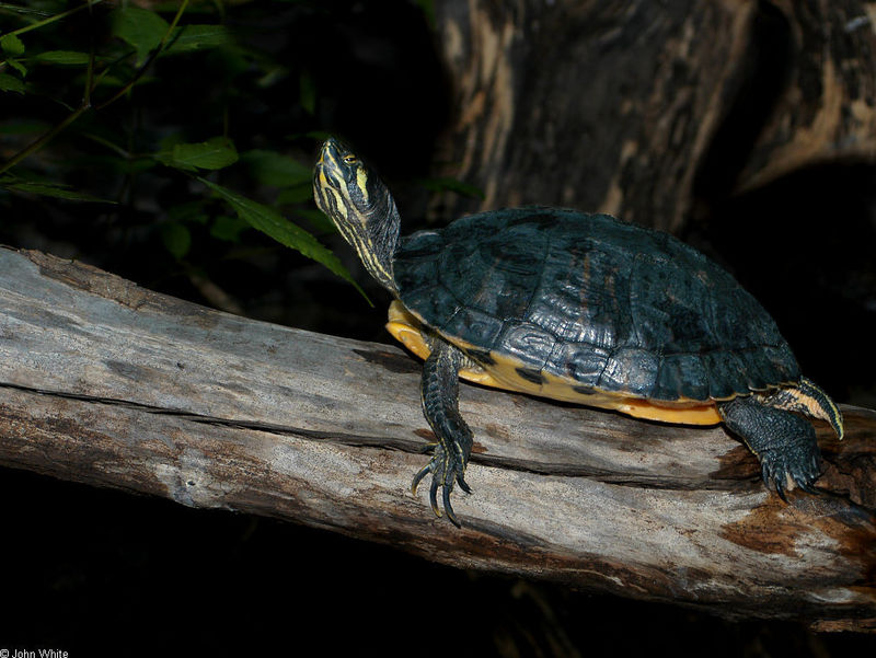 Yellowbelly Slider (Trachemys scripta scripta); DISPLAY FULL IMAGE.