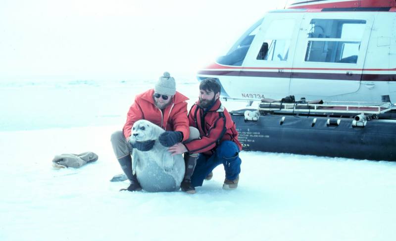 Bearded Seal (Erignathus barbatus) {!--콧수염바다물범-->; DISPLAY FULL IMAGE.