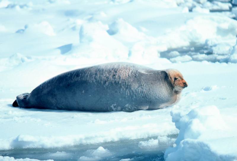 Bearded Seal (Erignathus barbatus) {!--콧수염바다물범-->; DISPLAY FULL IMAGE.