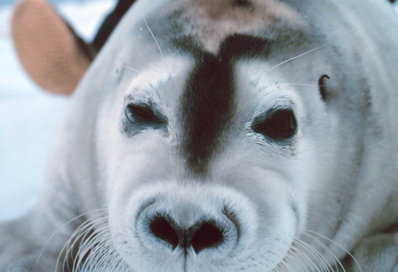 Bearded Seal (Erignathus barbatus) {!--콧수염바다물범-->; DISPLAY FULL IMAGE.