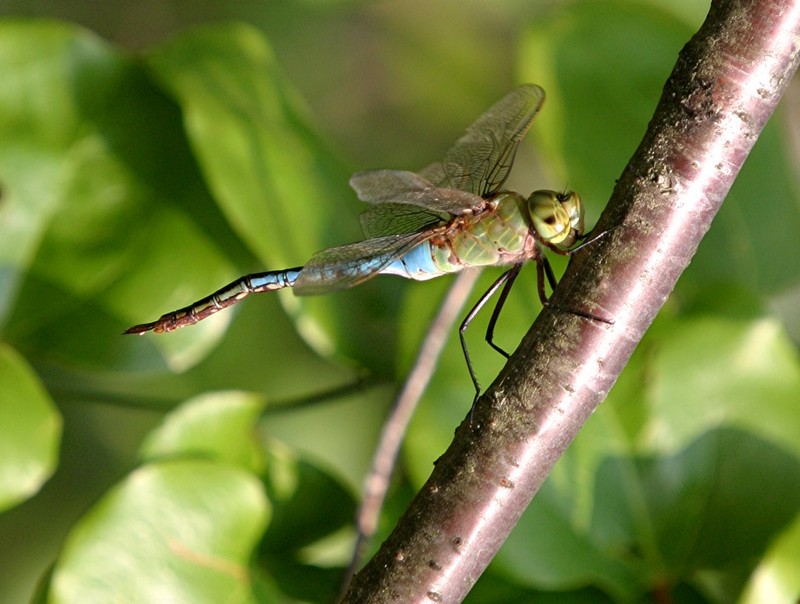 dragon fly; DISPLAY FULL IMAGE.