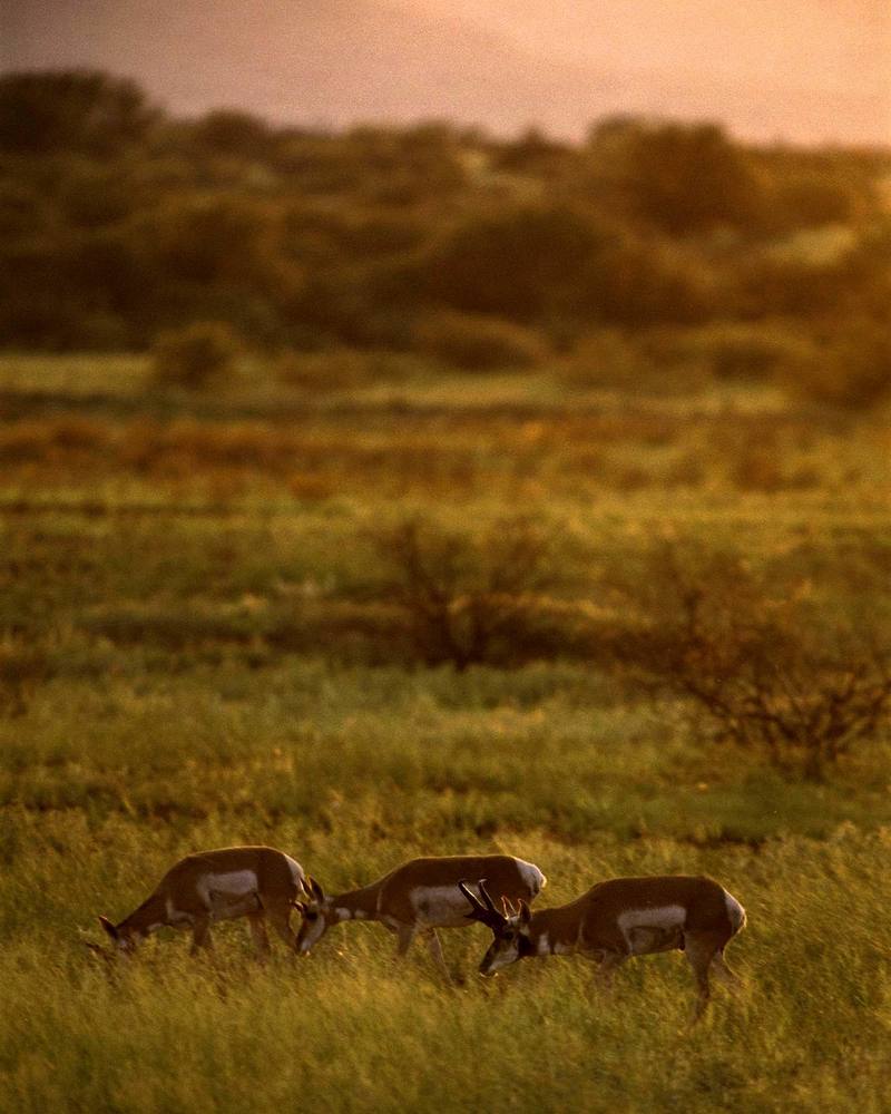 Pronghorn Antelopes (Antilocapra americana) {!--가지뿔영양-->; DISPLAY FULL IMAGE.