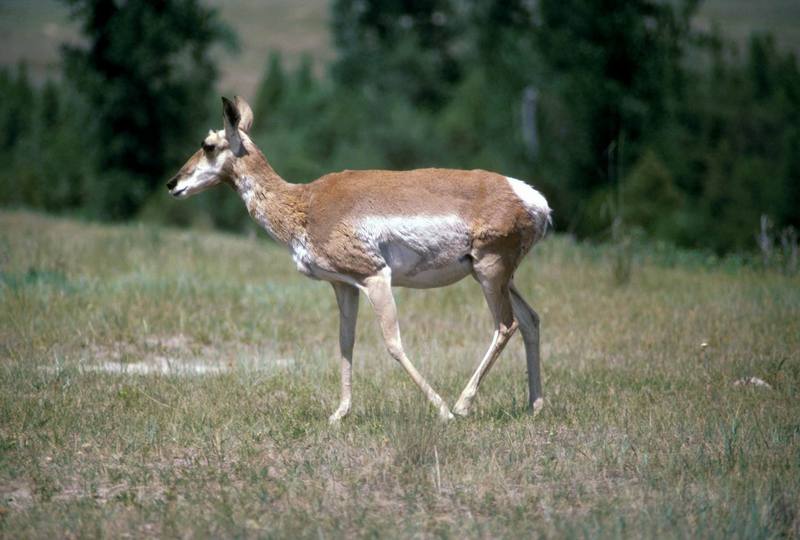 Pronghorn Antelope (Antilocapra americana) {!--가지뿔영양-->; DISPLAY FULL IMAGE.