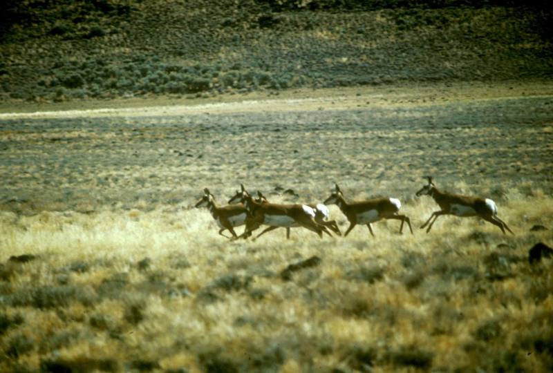 Pronghorn Antelopes (Antilocapra americana) {!--가지뿔영양-->; DISPLAY FULL IMAGE.