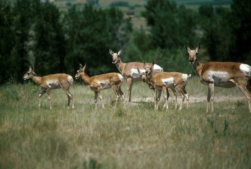 Pronghorn Antelopes (Antilocapra americana) {!--가지뿔영양-->; DISPLAY FULL IMAGE.