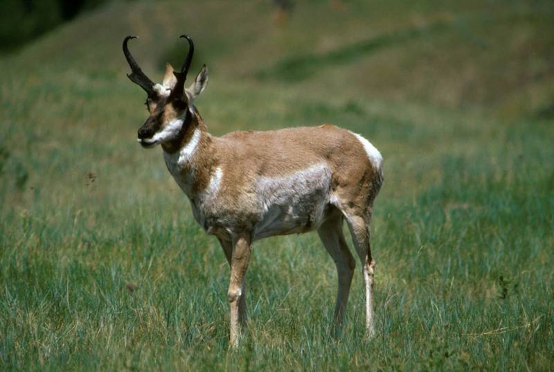 Pronghorn Antelope (Antilocapra americana) {!--가지뿔영양-->; DISPLAY FULL IMAGE.