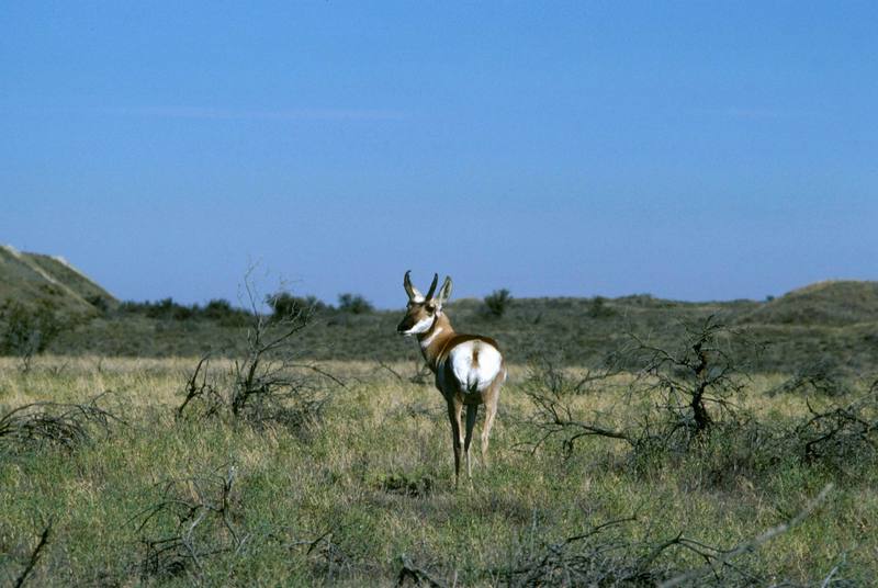 Pronghorn Antelope (Antilocapra americana) {!--가지뿔영양-->; DISPLAY FULL IMAGE.