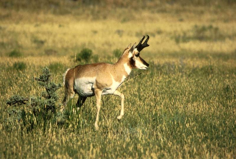 Pronghorn Antelope (Antilocapra americana) {!--가지뿔영양-->; DISPLAY FULL IMAGE.