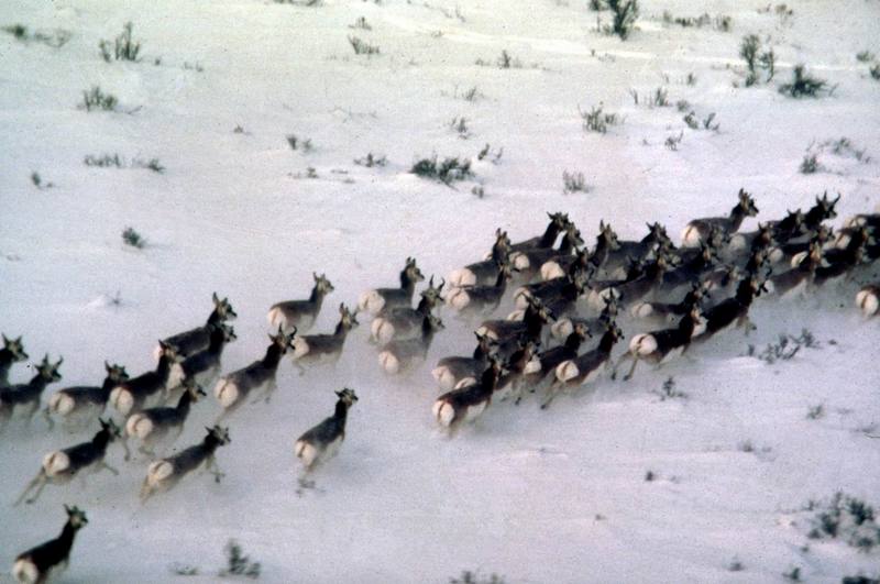 Pronghorn Antelopes (Antilocapra americana) {!--가지뿔영양-->; DISPLAY FULL IMAGE.