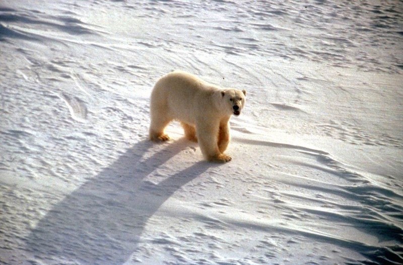 Polar Bear (Ursus maritimus) {!--북극곰-->; DISPLAY FULL IMAGE.