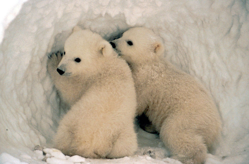 Polar Bear cubs (Ursus maritimus) {!--북극곰-->; DISPLAY FULL IMAGE.