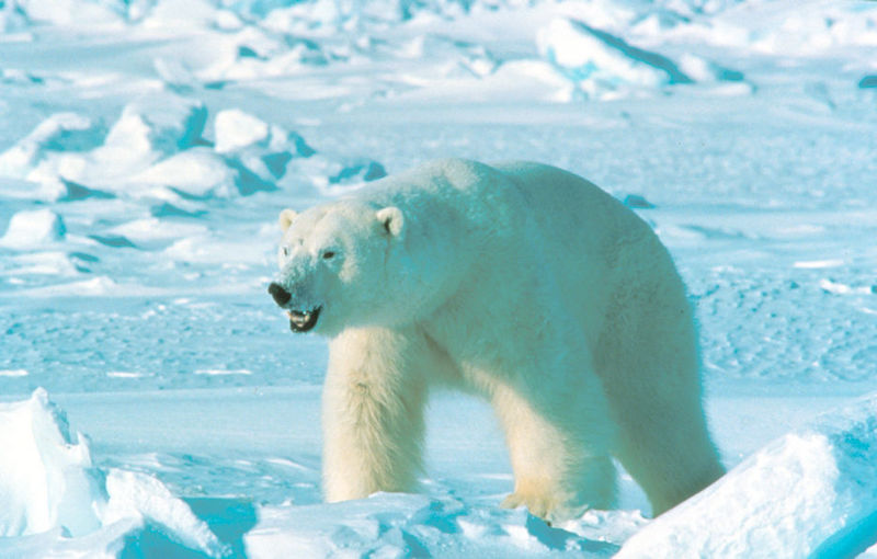 Polar Bear (Ursus maritimus) {!--북극곰-->; DISPLAY FULL IMAGE.