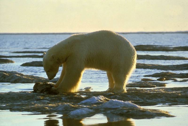 Polar Bear (Ursus maritimus) {!--북극곰-->; DISPLAY FULL IMAGE.